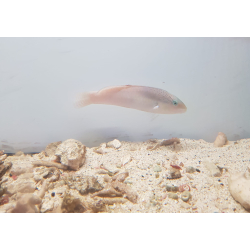 Halichoeres garnoti
